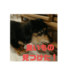仲良し犬3兄弟（個別スタンプ：12）