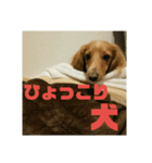 仲良し犬3兄弟（個別スタンプ：13）