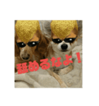 仲良し犬3兄弟（個別スタンプ：14）