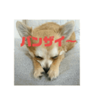 仲良し犬3兄弟（個別スタンプ：15）