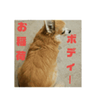 仲良し犬3兄弟（個別スタンプ：16）