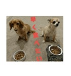 仲良し犬3兄弟（個別スタンプ：17）