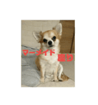 仲良し犬3兄弟（個別スタンプ：19）