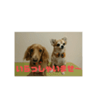 仲良し犬3兄弟（個別スタンプ：20）