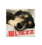仲良し犬3兄弟（個別スタンプ：21）