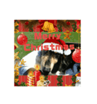 仲良し犬3兄弟（個別スタンプ：23）