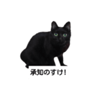 とーりさん（個別スタンプ：8）