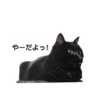 とーりさん（個別スタンプ：11）