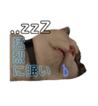 ★いちご日記-1★（個別スタンプ：1）