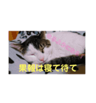 ★いちご日記-1★（個別スタンプ：8）