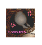 しろちゃんスタンプ。（個別スタンプ：8）