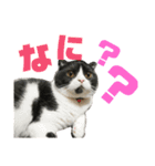 我が家のねこーズ（個別スタンプ：1）