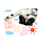 我が家のねこーズ（個別スタンプ：2）