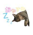 我が家のねこーズ（個別スタンプ：3）