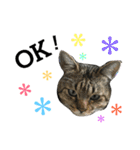 我が家のねこーズ（個別スタンプ：4）