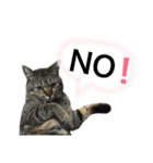 我が家のねこーズ（個別スタンプ：5）
