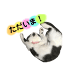 我が家のねこーズ（個別スタンプ：8）