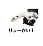 我が家のねこーズ（個別スタンプ：9）