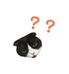 我が家のねこーズ（個別スタンプ：10）
