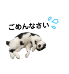 我が家のねこーズ（個別スタンプ：11）