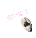 我が家のねこーズ（個別スタンプ：13）