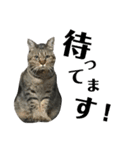 我が家のねこーズ（個別スタンプ：14）