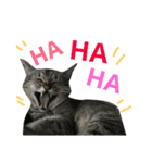 我が家のねこーズ（個別スタンプ：15）