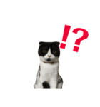 我が家のねこーズ（個別スタンプ：16）