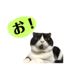 我が家のねこーズ（個別スタンプ：18）
