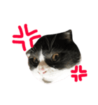 我が家のねこーズ（個別スタンプ：19）