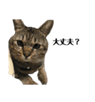 我が家のねこーズ（個別スタンプ：23）