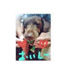 犬 ラブラドール トイプードル（個別スタンプ：4）