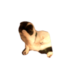 リアル動物（個別スタンプ：4）