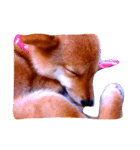 リアル動物（個別スタンプ：6）