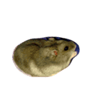 リアル動物（個別スタンプ：7）