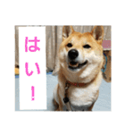 柴犬ももたろうスタンプvol.2（個別スタンプ：1）
