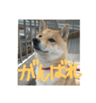 柴犬ももたろうスタンプvol.2（個別スタンプ：2）