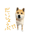 柴犬ももたろうスタンプvol.2（個別スタンプ：3）