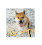 柴犬ももたろうスタンプvol.2（個別スタンプ：4）