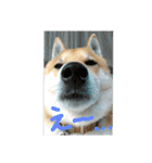 柴犬ももたろうスタンプvol.2（個別スタンプ：5）