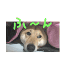 柴犬ももたろうスタンプvol.2（個別スタンプ：6）