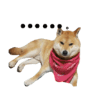 柴犬ももたろうスタンプvol.2（個別スタンプ：7）