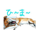 柴犬ももたろうスタンプvol.2（個別スタンプ：8）