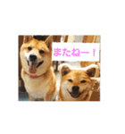 柴犬ももたろうスタンプvol.2（個別スタンプ：9）