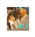 柴犬ももたろうスタンプvol.2（個別スタンプ：10）