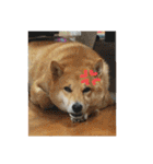 柴犬ももたろうスタンプvol.2（個別スタンプ：11）