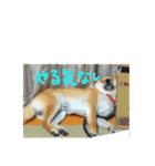 柴犬ももたろうスタンプvol.2（個別スタンプ：12）