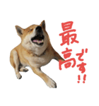 柴犬ももたろうスタンプvol.2（個別スタンプ：13）