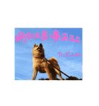 柴犬ももたろうスタンプvol.2（個別スタンプ：14）