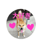 柴犬ももたろうスタンプvol.2（個別スタンプ：15）